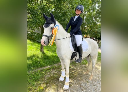 Deutsches Reitpony, Wallach, 12 Jahre, 145 cm, Schimmel