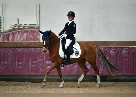 Deutsches Reitpony, Wallach, 12 Jahre, 146 cm, Fuchs