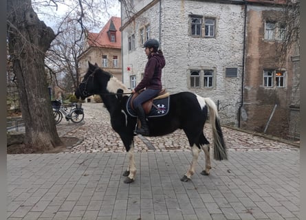 Deutsches Reitpony Mix, Wallach, 12 Jahre, 147 cm, Schecke