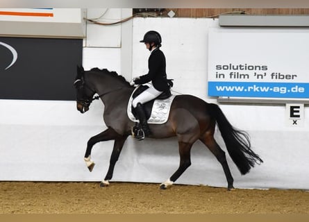 Deutsches Reitpony, Wallach, 12 Jahre, 148 cm, Dunkelbrauner
