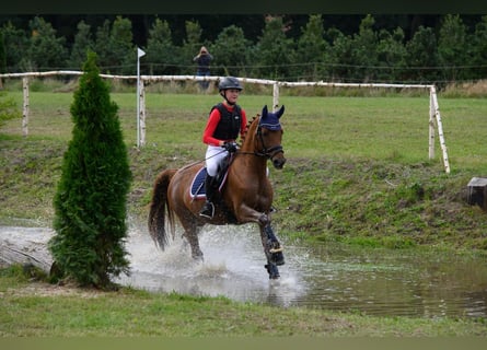 Deutsches Reitpony, Wallach, 12 Jahre, 148 cm, Dunkelfuchs