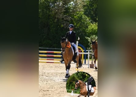 Deutsches Reitpony, Wallach, 12 Jahre, 148 cm, Falbe