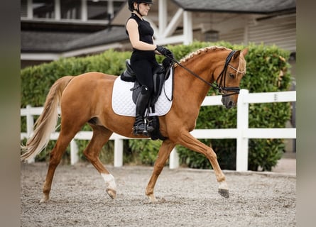 Deutsches Reitpony, Wallach, 12 Jahre, 148 cm, Fuchs