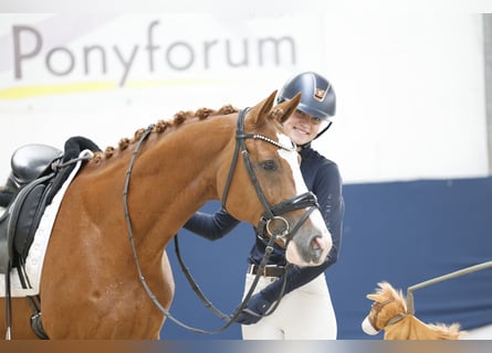 Deutsches Reitpony, Wallach, 12 Jahre, 148 cm, Fuchs