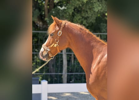 Deutsches Reitpony, Wallach, 12 Jahre