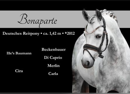 Deutsches Reitpony, Wallach, 13 Jahre, 142 cm, Apfelschimmel