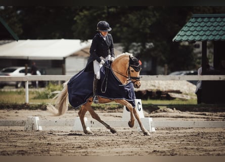 Deutsches Reitpony, Wallach, 13 Jahre, 144 cm, Palomino