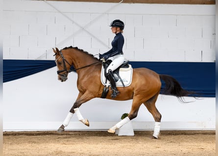 Deutsches Reitpony, Wallach, 13 Jahre, 148 cm, Brauner