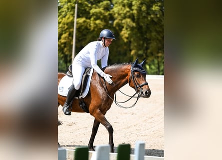 Deutsches Reitpony, Wallach, 13 Jahre, 148 cm, Brauner