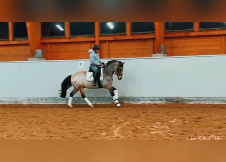 Deutsches Reitpony, Wallach, 13 Jahre, 148 cm, Buckskin