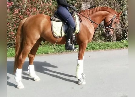 Deutsches Reitpony, Wallach, 13 Jahre, 148 cm, Fuchs
