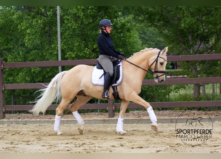Deutsches Reitpony, Wallach, 13 Jahre, 148 cm, Palomino