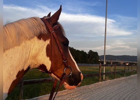 Deutsches Reitpony Mix, Wallach, 13 Jahre, 148 cm, Schecke
