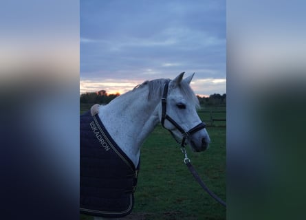 Deutsches Reitpony, Wallach, 13 Jahre, 148 cm, Schimmel