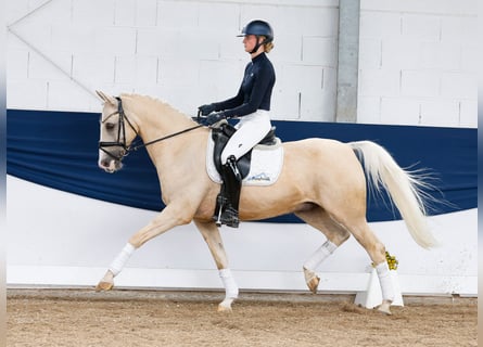 Deutsches Reitpony, Wallach, 13 Jahre, 154 cm, Palomino
