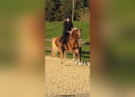 Deutsches Reitpony, Wallach, 13 Jahre, 155 cm, Fuchs