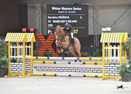 Deutsches Reitpony, Wallach, 14 Jahre, 146 cm, Dunkelfuchs