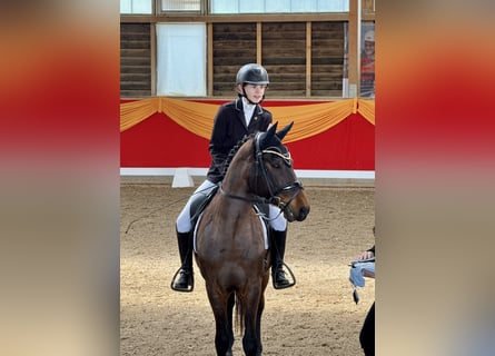 Deutsches Reitpony, Wallach, 14 Jahre, 147 cm