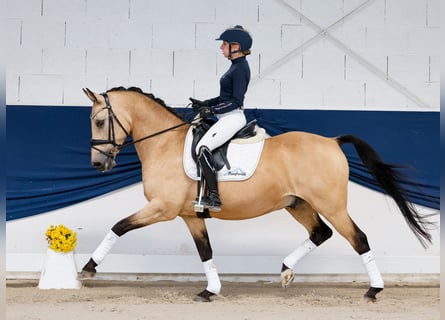 Deutsches Reitpony, Wallach, 14 Jahre, 147 cm, Falbe