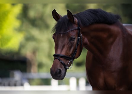 Deutsches Reitpony, Wallach, 14 Jahre, 148 cm, Brauner