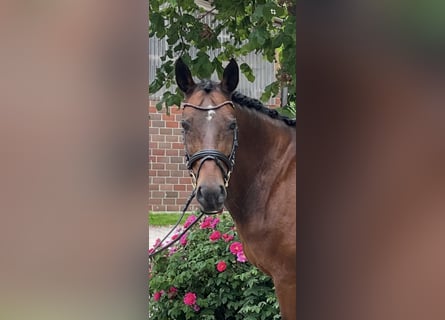 Deutsches Reitpony, Wallach, 14 Jahre, 148 cm, Brauner