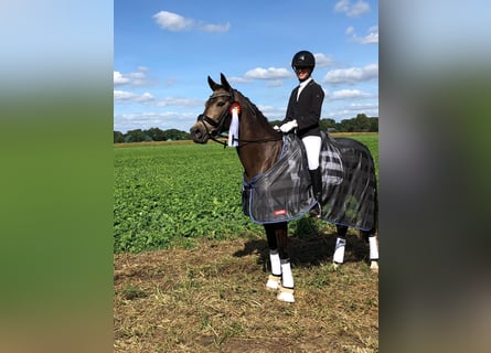 Deutsches Reitpony, Wallach, 14 Jahre, 148 cm, Buckskin