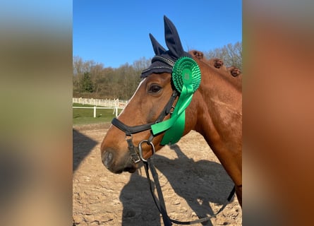 Deutsches Reitpony, Wallach, 14 Jahre, 149 cm, Fuchs