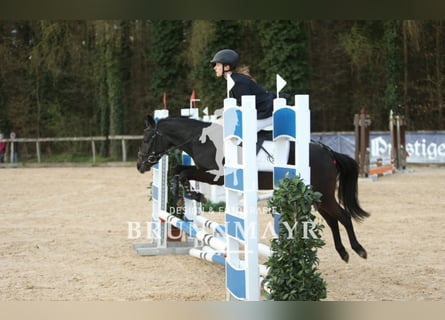 Deutsches Reitpony Mix, Wallach, 15 Jahre, 135 cm, Blauschimmel