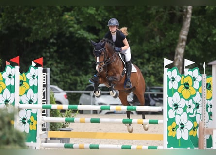 Deutsches Reitpony, Wallach, 15 Jahre, 143 cm, Brauner