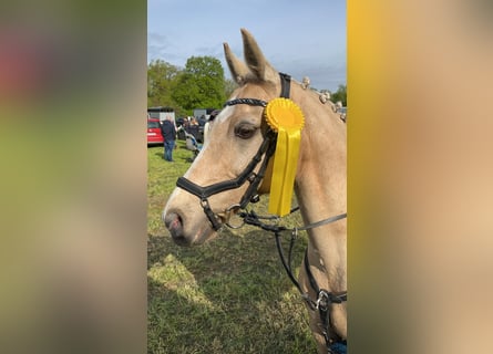 Deutsches Reitpony, Wallach, 15 Jahre, 144 cm