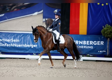 Deutsches Reitpony, Wallach, 15 Jahre, 148 cm, Dunkelfuchs