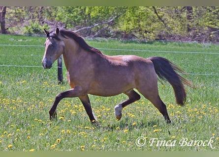 Deutsches Reitpony, Wallach, 15 Jahre, 148 cm, Falbe