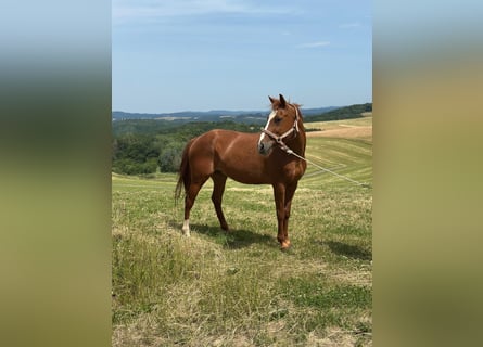 Deutsches Reitpony, Wallach, 15 Jahre, 148 cm, Fuchs