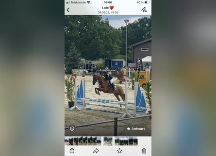 Deutsches Reitpony, Wallach, 15 Jahre, 148 cm, Fuchs