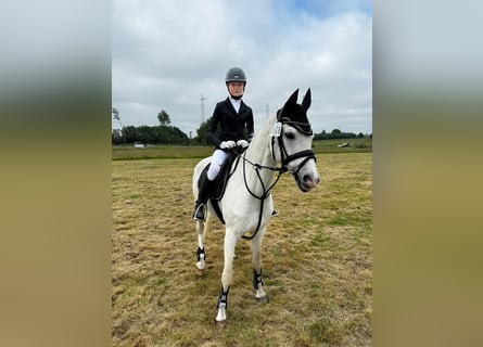 Deutsches Reitpony, Wallach, 15 Jahre, 148 cm, Schimmel