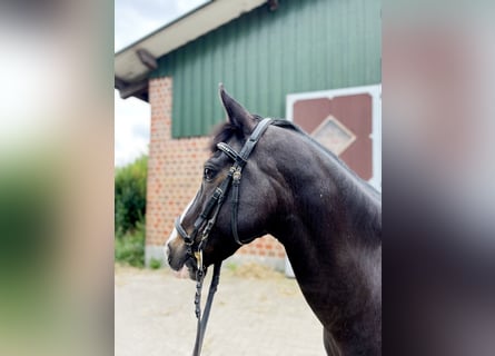 Deutsches Reitpony, Wallach, 16 Jahre, 146 cm, Rappe