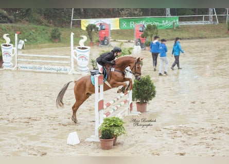 Deutsches Reitpony, Wallach, 16 Jahre, 153 cm, Fuchs