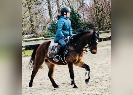 Deutsches Reitpony, Wallach, 19 Jahre, 132 cm, Dunkelfuchs