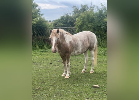Deutsches Reitpony, Wallach, 19 Jahre, Rotschimmel