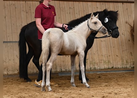 Deutsches Reitpony, Wallach, 1 Jahr, 140 cm, Palomino