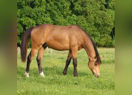 Deutsches Reitpony, Wallach, 1 Jahr, 148 cm, Buckskin