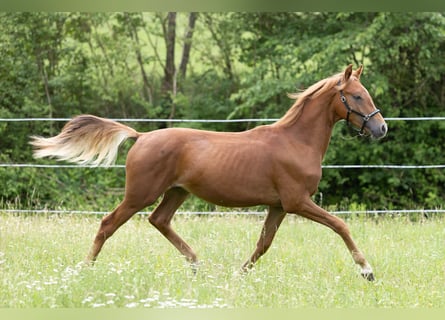Deutsches Reitpony, Wallach, 1 Jahr, 148 cm, Fuchs