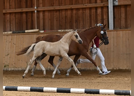 Deutsches Reitpony, Wallach, 1 Jahr, 160 cm, Palomino