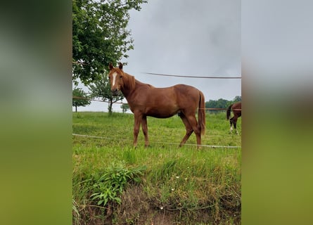 Deutsches Reitpony, Wallach, 1 Jahr, Fuchs