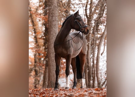 Deutsches Reitpony, Wallach, 20 Jahre, 150 cm, Dunkelbrauner