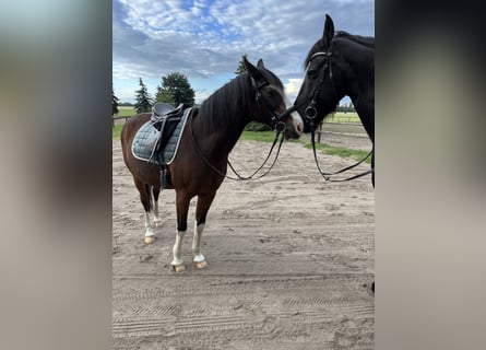 Deutsches Reitpony, Wallach, 24 Jahre, 150 cm, Brauner
