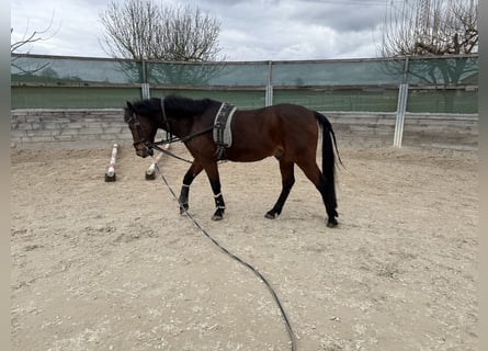 Deutsches Reitpony, Wallach, 29 Jahre, 145 cm, Brauner