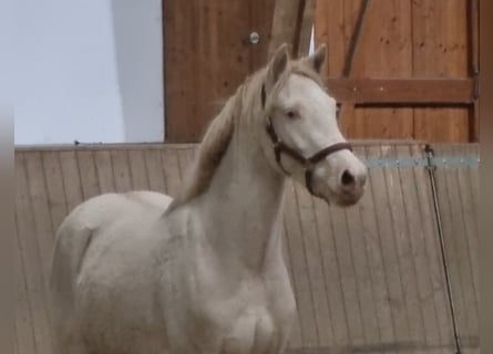 Deutsches Reitpony, Wallach, 2 Jahre, 140 cm, Perlino