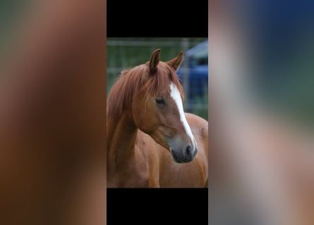 Deutsches Reitpony, Wallach, 2 Jahre, 141 cm, Fuchs