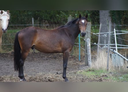 Deutsches Reitpony, Wallach, 2 Jahre, 142 cm, Dunkelbrauner